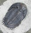 Greenops Trilobite From New York #10104-1